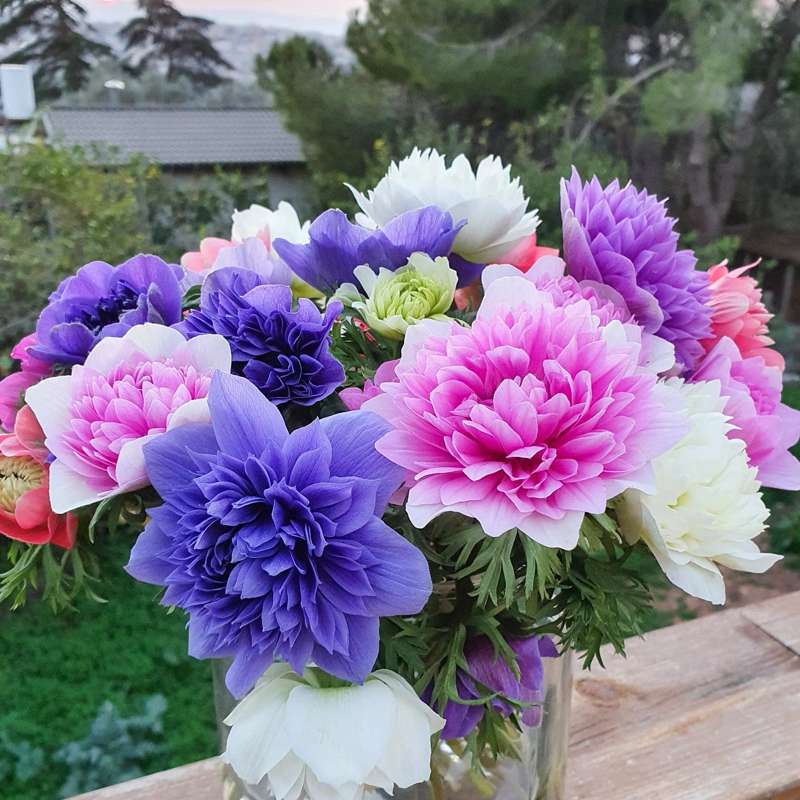 Anemone 'Fullstar Mix'